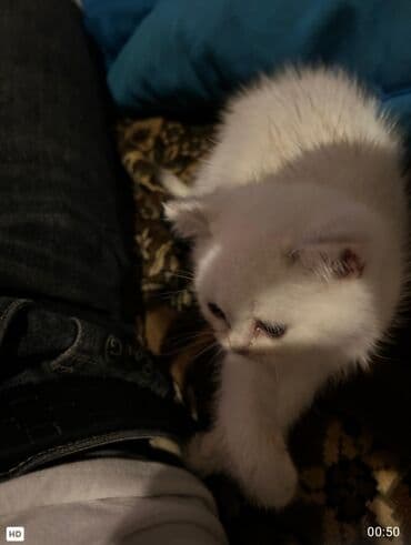 baku pişik satis: Şotland, Dişi, Yaxşı əllərə, Ünvandan götürmə — 2