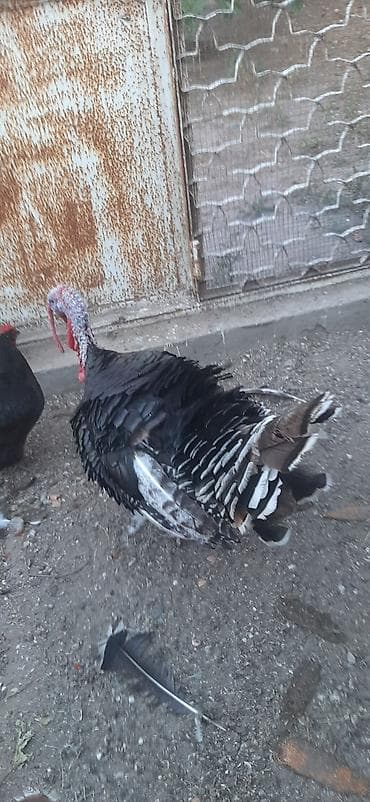 kanada hinduskasi: Erkək, Kanada, Damazlıq, Ünvandan götürmə — 4