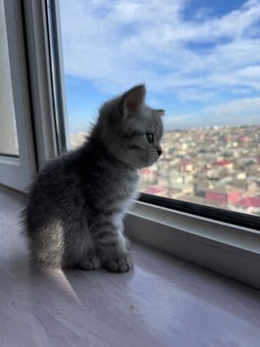 Heyvanlar üçün mallar: Şotland yastı qulaq, Erkək, Yaxşı əllərə, Ünvandan götürmə, Pulsuz çatdırılma — 2