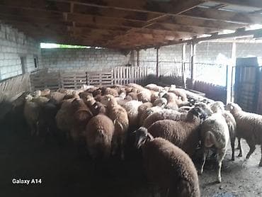 xoruzun ağ əti: Qurbanliq qoyunlar Qiymeti razilasma yolu ile Cekileri 15-25 kq — 3