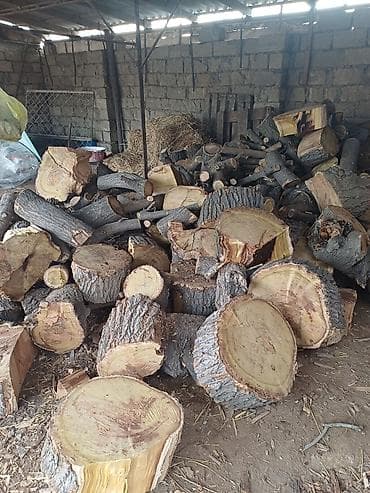 qaz satilir: Куриные цыплята, Для разведения — 10