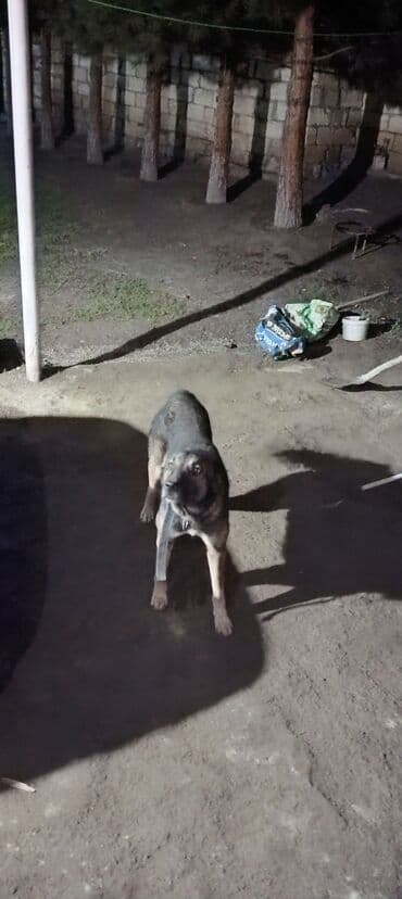 setteri it cinsi: 2 il, Erkek, Peyvəndli, Ünvandan götürmə — 1