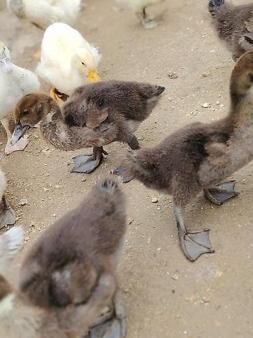 pekin ordək: Salam lal ordek krasnadar ve zumrut qarisiq satilir — 3