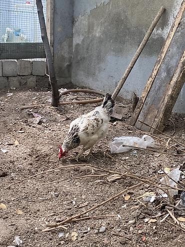 bala afcarka: Toyuq, Yumurtalıq, Ünvandan götürmə — 9