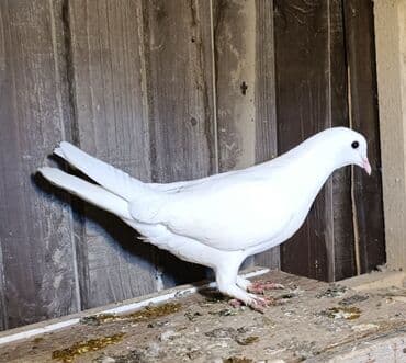 Gəmiricilər: Tərgizmə quşlar satılır. Sağlam uçan seçmə quşlardı. Hamısı birlikdə — 3