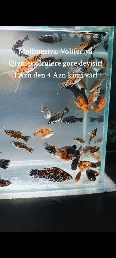 oskar balığı: Molinezi, Sülhsevər, Ünvandan götürmə, Ödənişli çatdırılma — 6