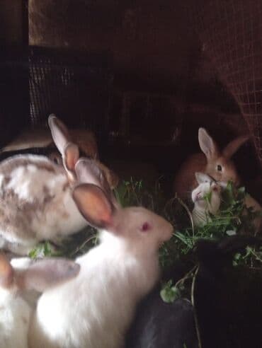 dana qiyməti xacmaz: SALAM 14 DƏNƏDİ OPTOM ALANA ENDİRİM Erkeklerni kesen 3kq Biri 14 den — 8