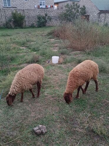 quzu satilir: Quzu, Erkək, ay: 5, 25 kq, Ətlik, Ünvandan götürmə — 4