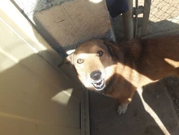 it xaski: Belçika çoban iti, 2 il, Erkek — 5