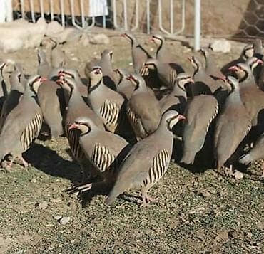 Quşlar: Xınalı kəkliklər.İki ədəd qalıb dişidir.Yumurtlayırlar — 1