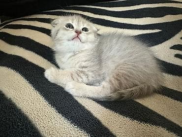 quba heyvanlar: Şotland — 2