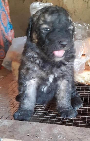 cane corso qiyməti: Alman çoban iti, 1 ay — 8