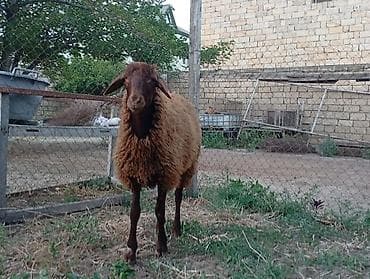 Erkey 6 aylığ damazlıq dı lalafo.az -da Erkey 6 aylığ damazlıq dı