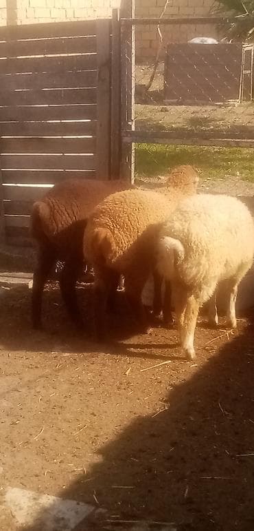 at satilir: Salam erkek quzulardı kök quzulardı qurbanlıgada yarıyır real alıcılar — 2