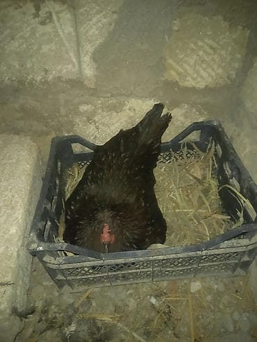 kurt: Toyuq, Australorp, Damazlıq, Ünvandan götürmə — 5