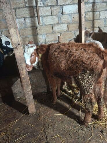 sud veren inek satilir: Dana, buzov, Dişi, ay: 6, 70 kq, Ətlik, Ünvandan götürmə — 3