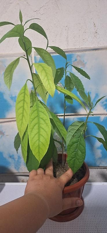 bitki satışı: Avokado fidanı – qapalı və ya açıq əkin üçün - Növ: Avokado (Persea — 2