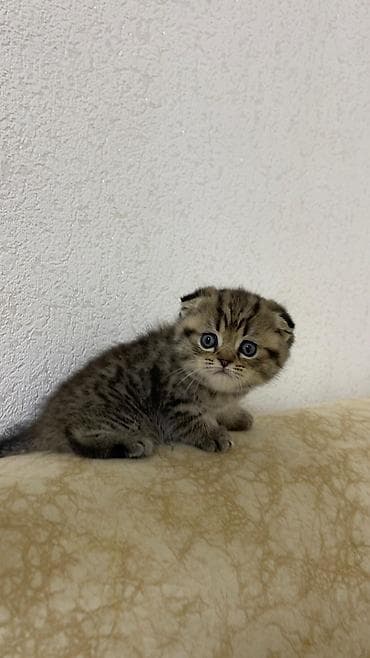 rəngli balıqlar: Şotland yastı qulaq, Dişi — 2