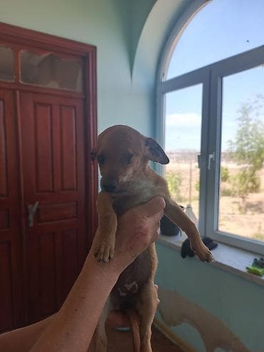 koker spaniel satilir: Miniatür pinçer, 7 ay, Dişi, Peyvəndli, Ünvandan götürmə, Pulsuz çatdırılma — 7