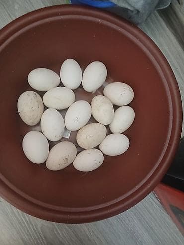 Tam mayalı yerli qaz 40 eded var igabatora qaza alta qoymaqa yararlı