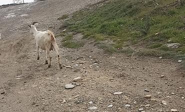 Keçilər, çəpişlər: Sanen keçisi 2 qarna boğazdı qiymetde cuzi endirim olar riyal alclar — 2