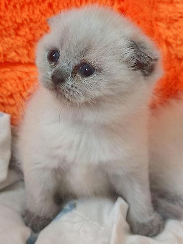 pisik yemi: Britan — 8