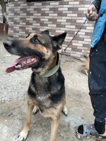 gencede it satisi: Alman çoban iti, 2 il, Dişi, Peyvəndli, Ünvandan götürmə — 3