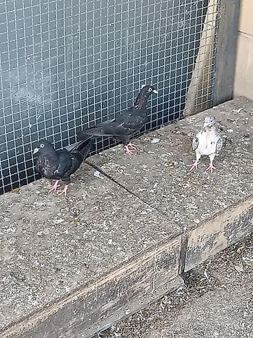 Pişiklər: Uçurmalı balaları. ağ dimdik qara ilə əbrəş iran quşlarından çıxıb — 5