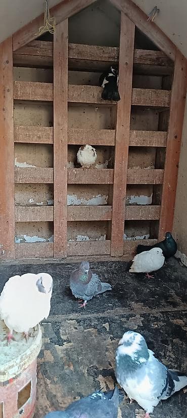 Собаки: Taxta quşxana / quş yuvası - Material: tamamilə taxtadan yığılıb — 6