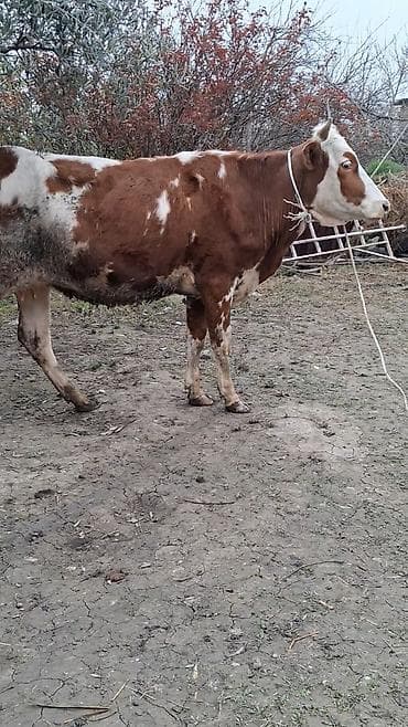 Dişi, Simental, il: 2, Südlük, Ünvandan götürmə