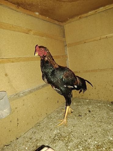 ev quslarinin satisi: Salam aleykum. Cavan becedi 9 ayliqdi 1 defe meşqi olub cidi isdeyene — 1