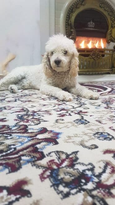 xalca aliram: Xalça Dekorativ, Kredit yoxdur — 1