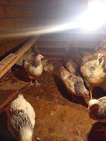 yumurtaliq toyuq satisi: Toyuq, Yumurtalıq — 2