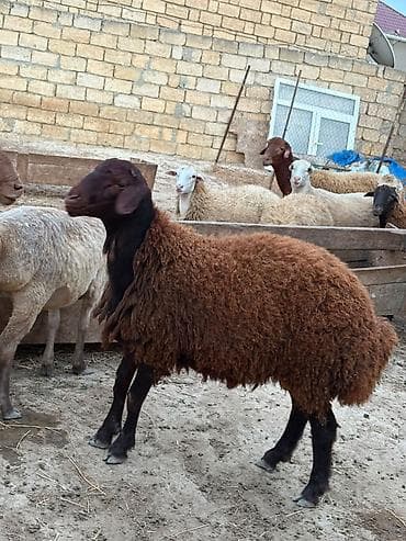 keçi balası: Dişi, il: 1, 40 kq, Damazlıq, Südlük, Ətlik, Ünvandan götürmə — 9