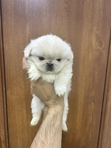coban itlerin satisi: Pekines, 2 ay, Dişi, Sənədli, Pulsuz çatdırılma — 10