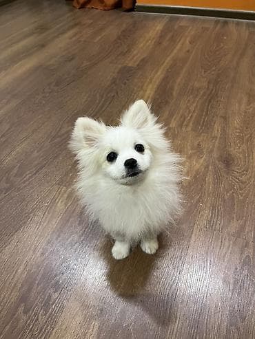 balaca it ucuz: Şpitz — 2