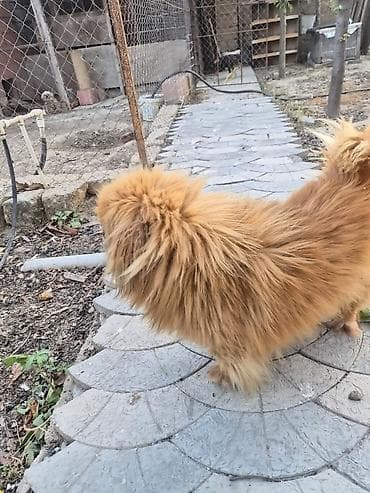 xasqi itleri: Pekines, 2 il, Erkek, Peyvəndli, Ünvandan götürmə — 3
