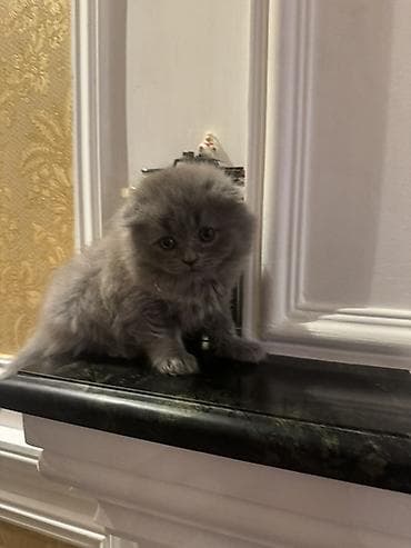 pişik tualet: Şotland uzun tüklü — 2