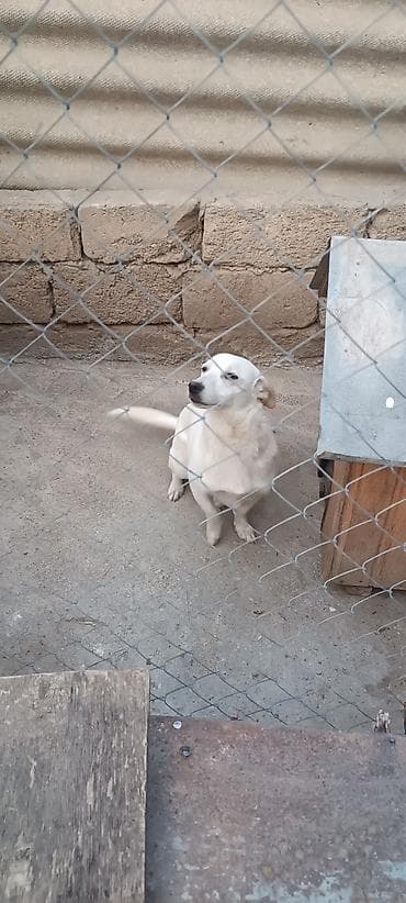 itlerin satisi 2021: 8 ay, Erkek, Ünvandan götürmə — 3