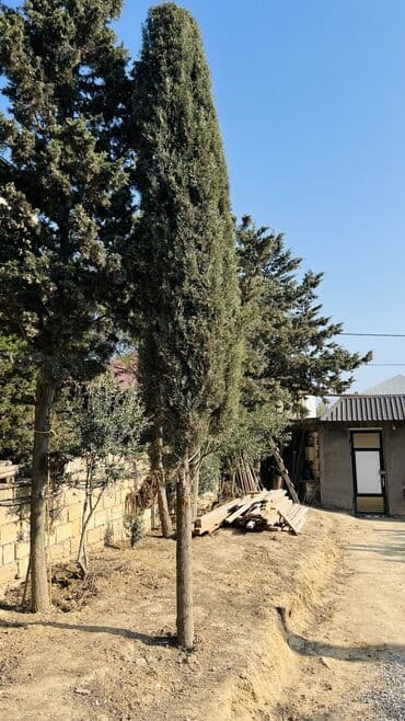 Şam ağacı "Kiparis" - 20 illik serv agac. Hundurluyu 7-8 metr olar lalafo.az -da Şam ağacı "Kiparis" - 20 illik serv agac. Hundurluyu 7-8 metr olar