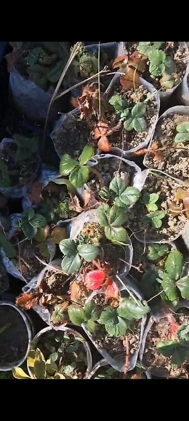 yumurta qiyməti: Çiyələk şitilləri. İldə 1 dəfə bar verən çiyələkdən deyil. Açıq havada — 1