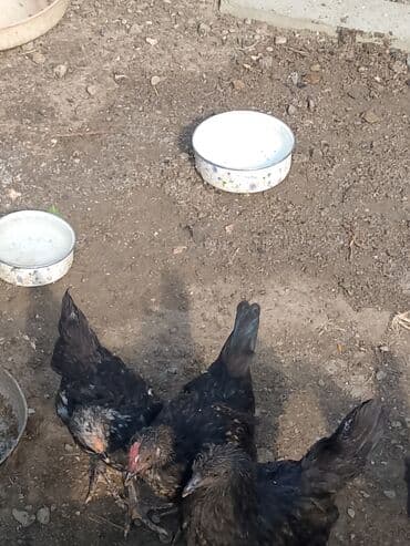 sumatra toyuqlari: Toyuq, Australorp, Damazlıq — 1