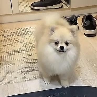 pomeranian spitz satisi: Şpitz — 1