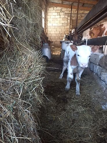 balalı inək: Disi Süni mayalanma — 3