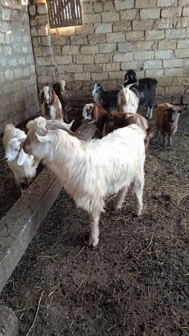 Гуси: Təcili satılır ehtiyac var Real alıcılar mesaj yazsın nömrə 050 967 27 — 1