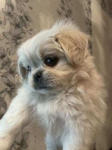 heyvan: Pekines, Peyvəndli — 1