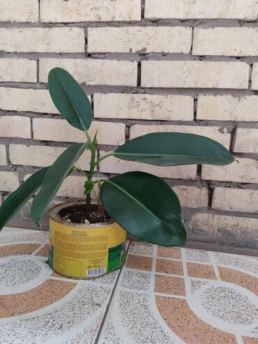 продам фикус бенджамина: Fikus — 3