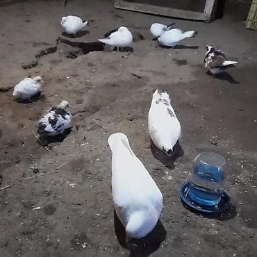 broyler cuce satisi: Salam. hərvaxtınız xeyir olsun. Biləsuvar rayon. Zəhmətabad quşbazları — 3