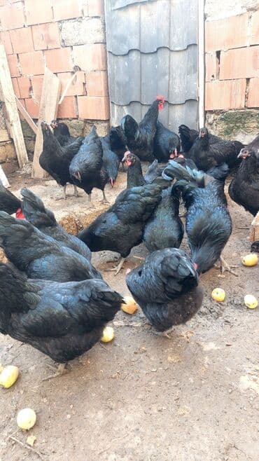 Toyuq, Australorp, Damazlıq, Ünvandan götürmə