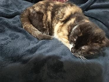 pisiyler: Şotland — 4